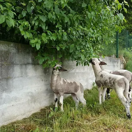 Apartman Garden Kurnik *